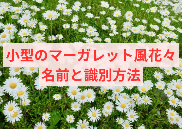 小型のマーガレット風花々：名前と識別方法